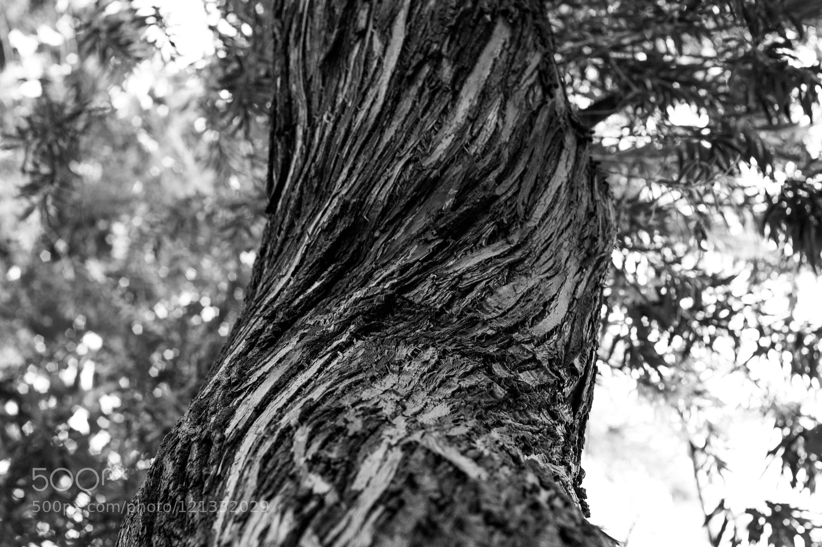 Canon EOS 70D sample photo. Stem photography