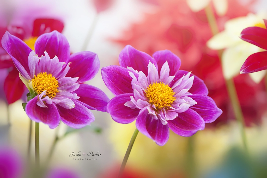 Vibrance by Jacky Parker on 500px.com