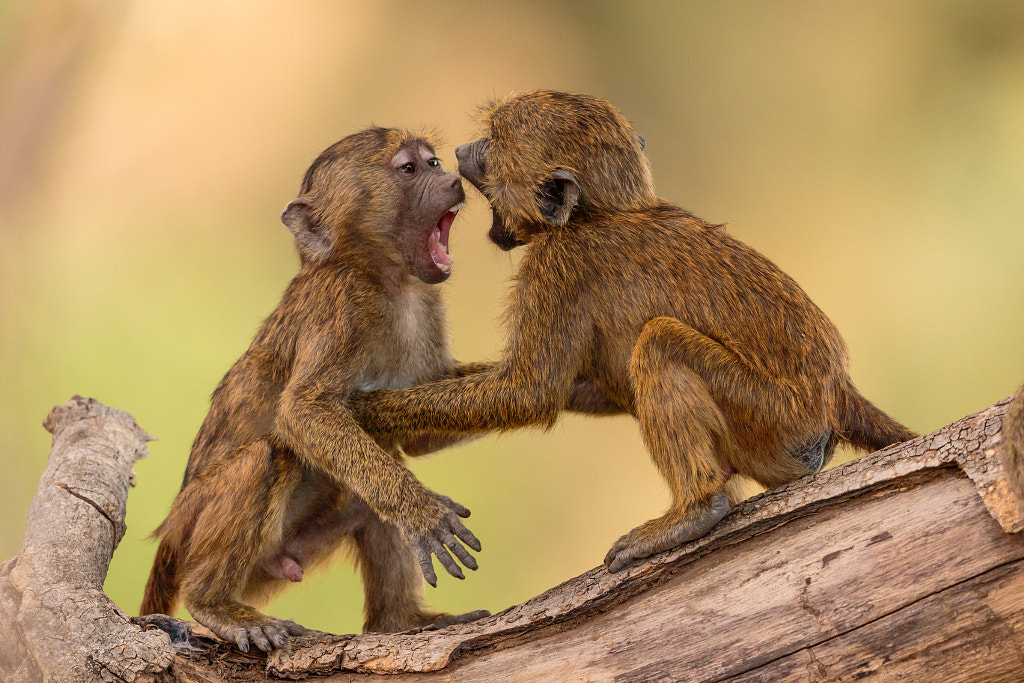 Say Ahhhhh by Jacques-Andre Dupont on 500px.com