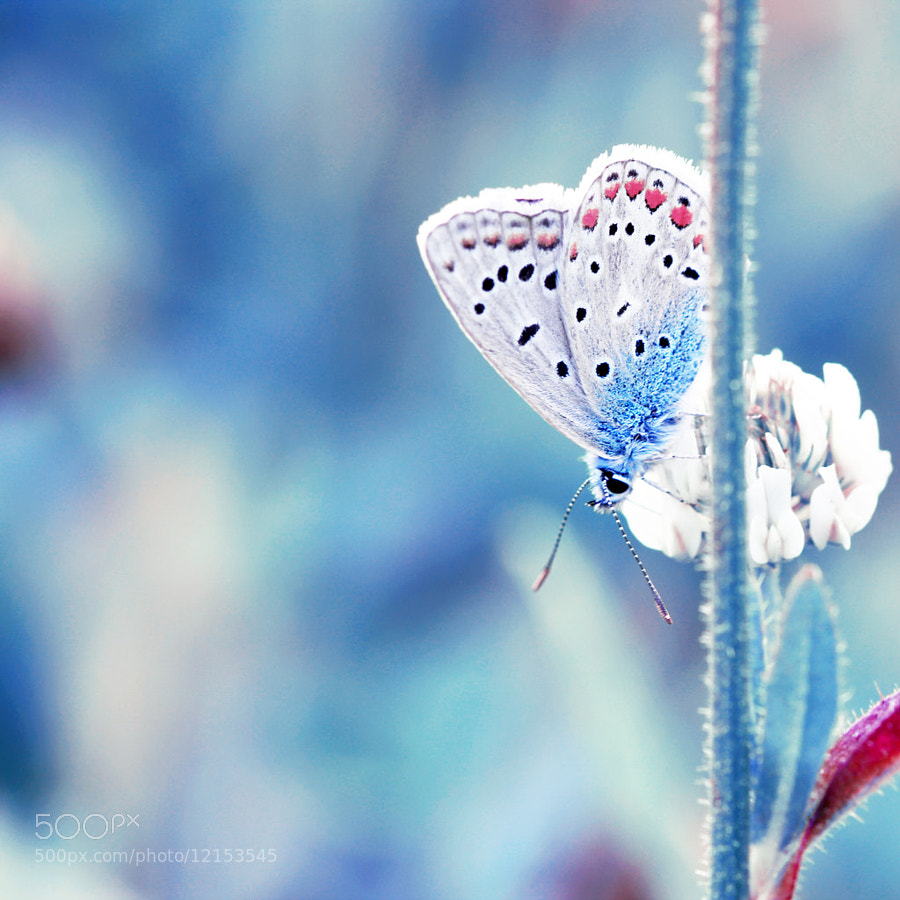 Bleu, Blanc, Rouge by Marine Szczepaniak
