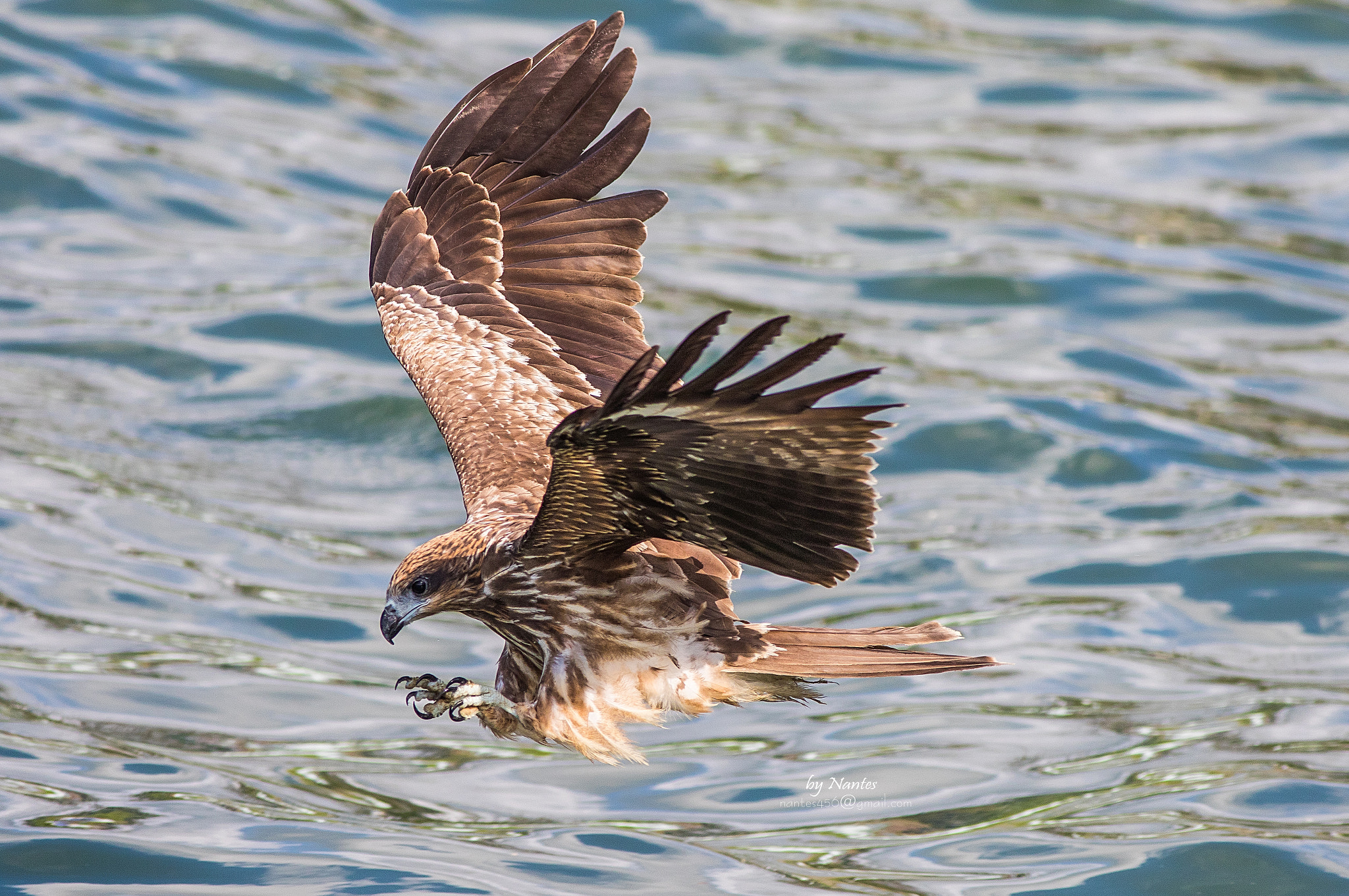 Black Kite