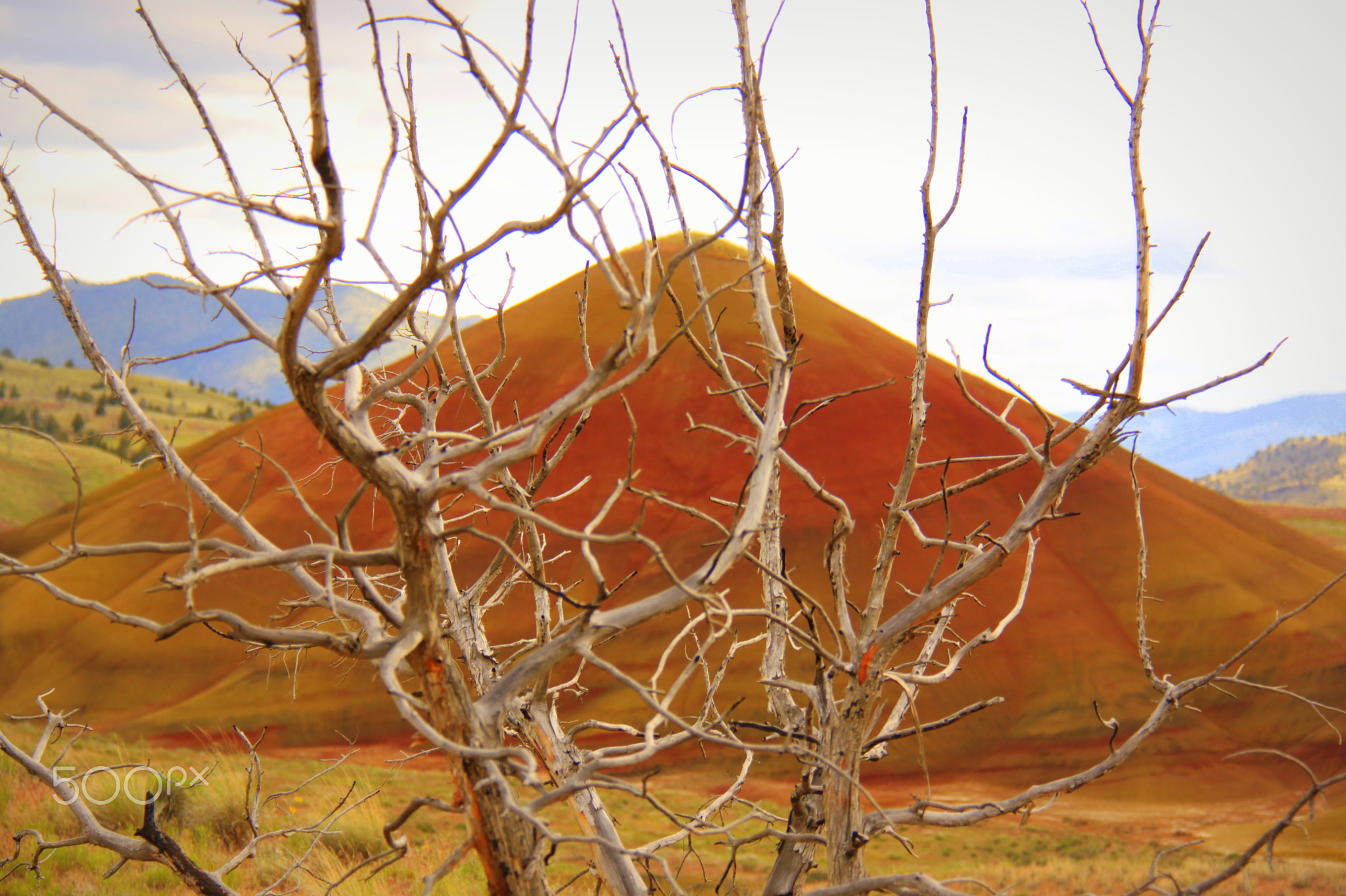 Nature's heart beats strong amid the Painted hills