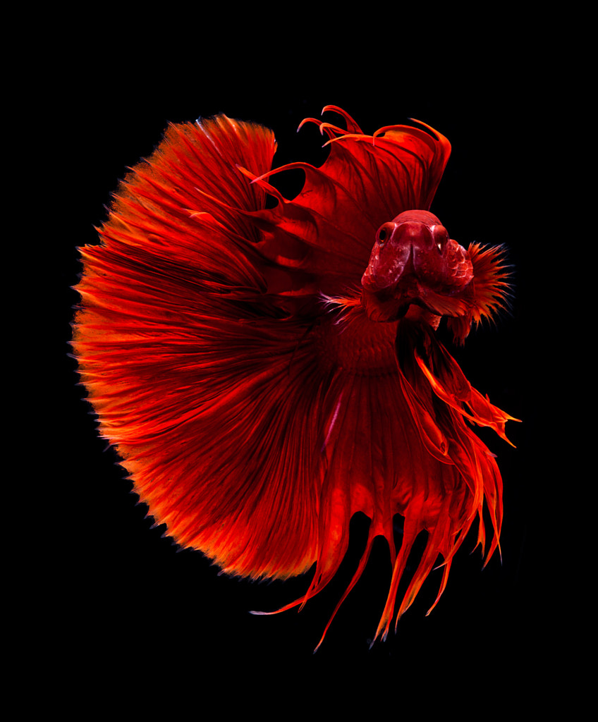 DSC_3398.jpg by visarute angkatavanich on 500px.com