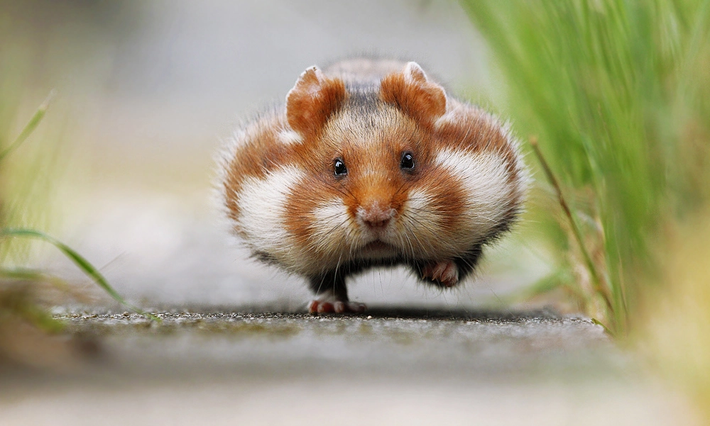 Chubby Cheeks by Julian Rad on 500px.com