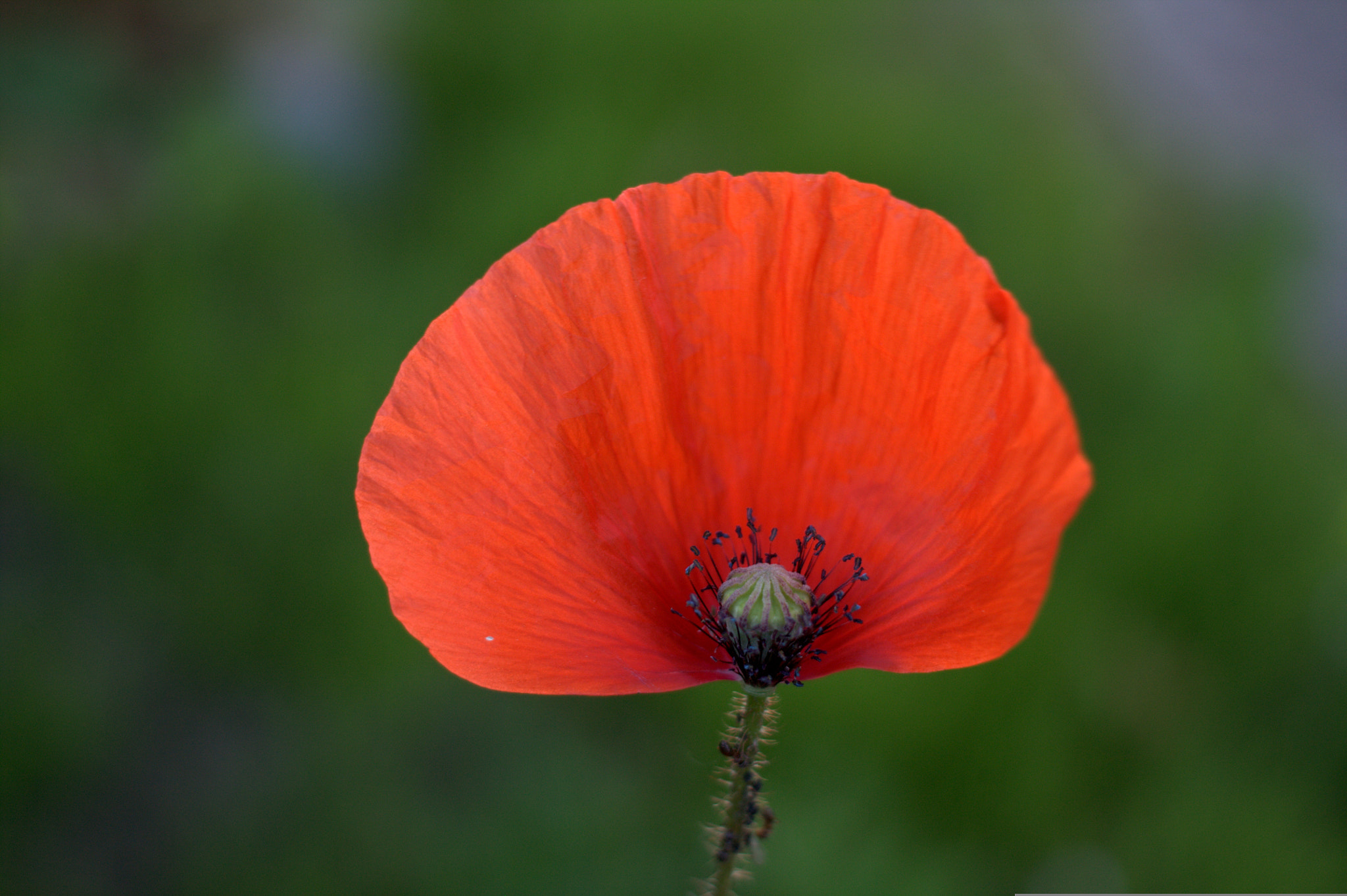 Canon EOS 450D (EOS Rebel XSi / EOS Kiss X2) + Canon EF 40mm F2.8 STM sample photo. Corn poppy photography