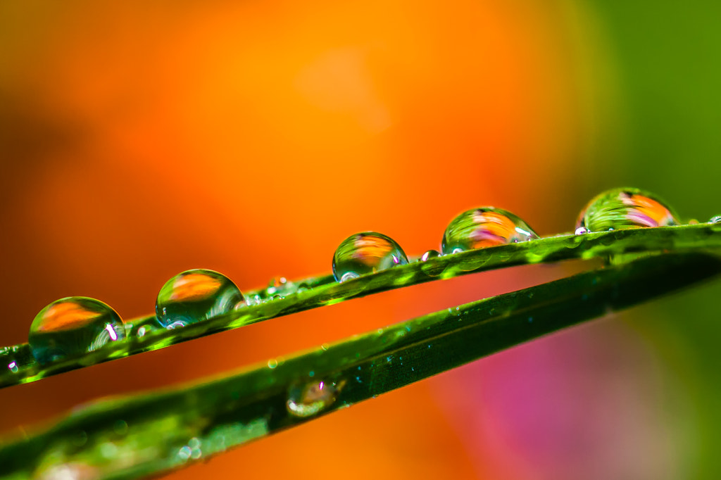 Dew drops by Stevan Dobrojevic on 500px.com