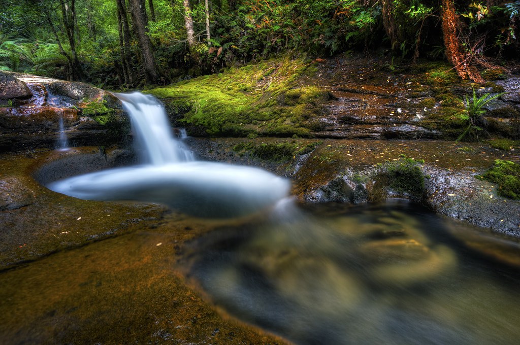 Rainforest of Tasmania by Chay TALANON / 500px