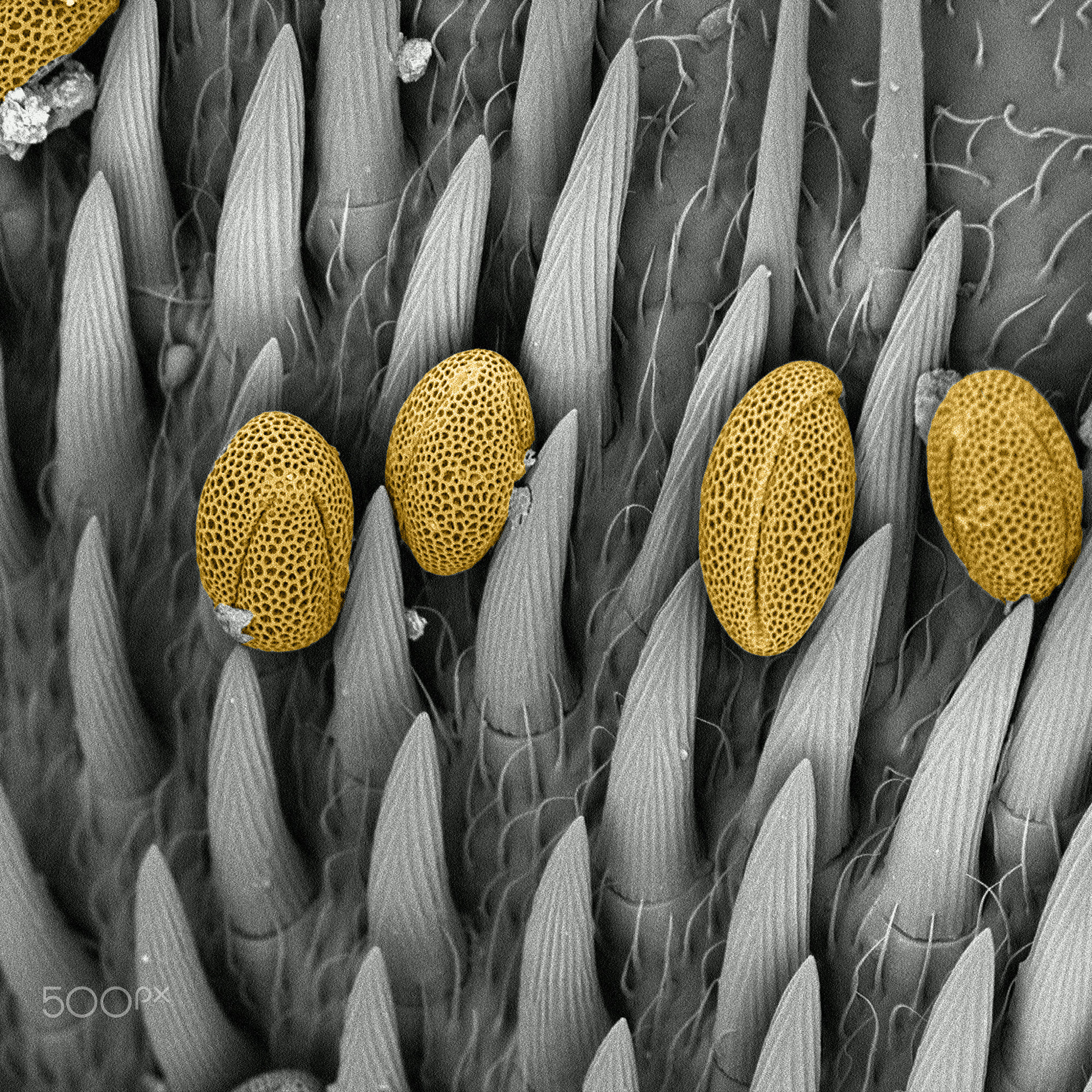 pollen on bumblebee scanning electron microscope by strucTEMART