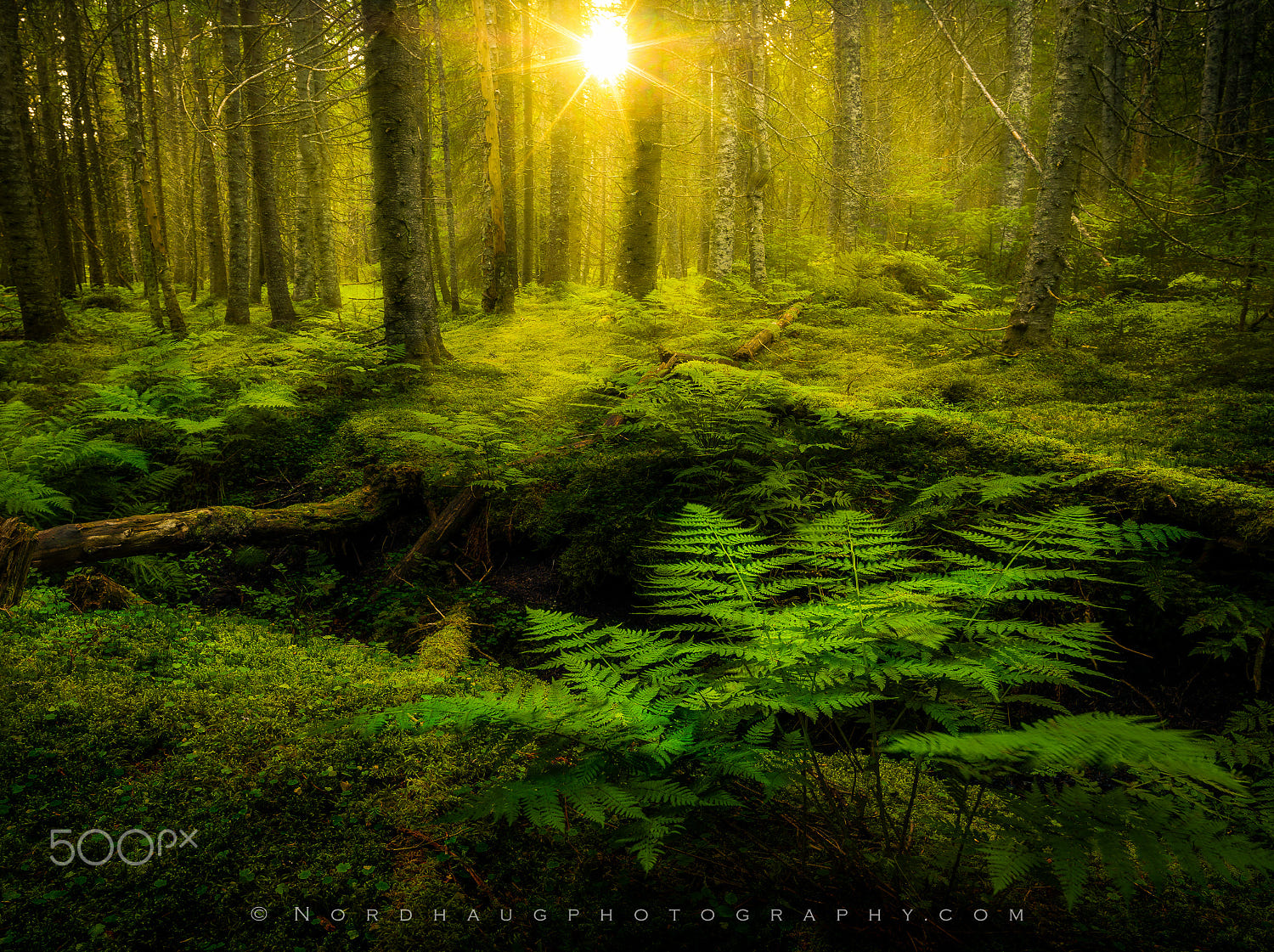 Kingdom of Pan by Dag Ole Nordhaug / 500px