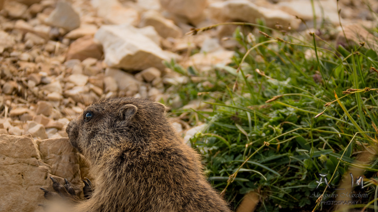 Marmot's portrait