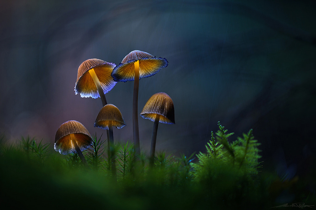 . : fantastic five : . by Martin Pfister on 500px.com