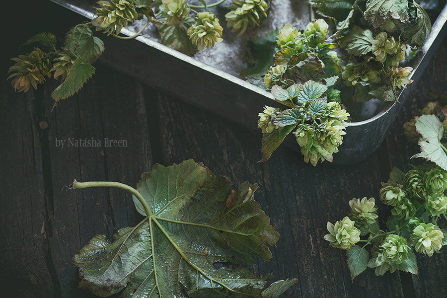 Smells of Autumn: Hop by Natasha Breen on 500px.com