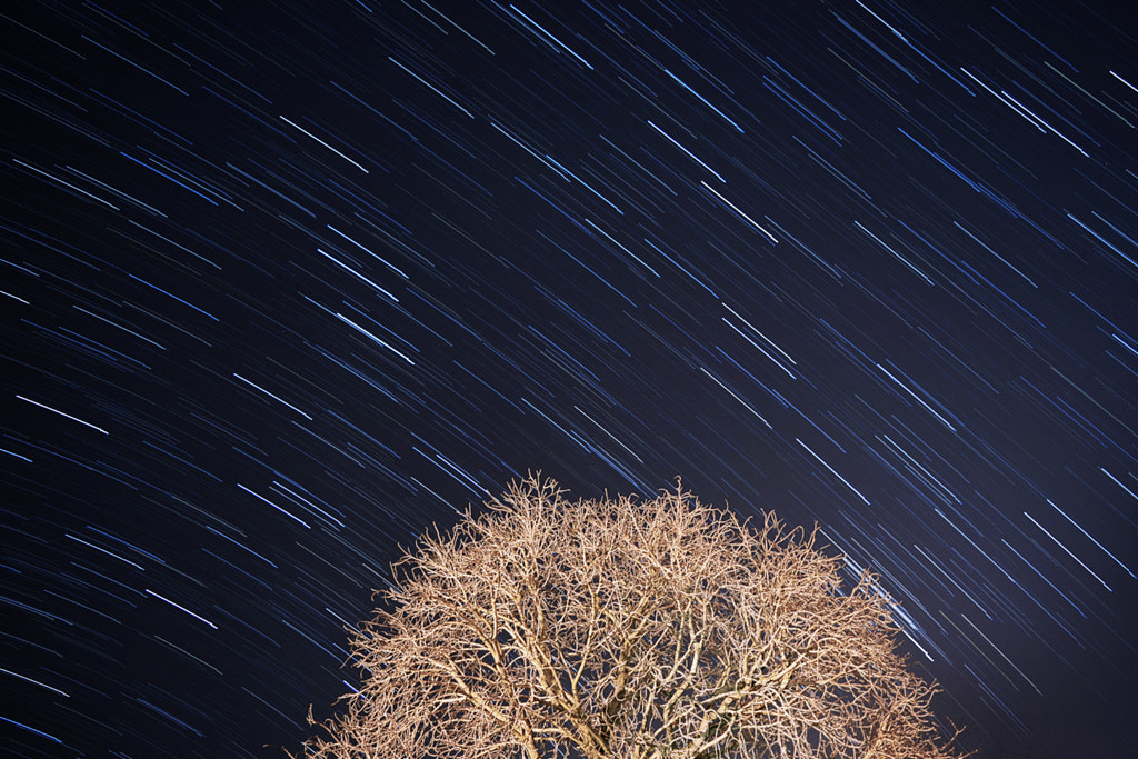 Star Trail Tree by Mateus Pinesi on 500px.com