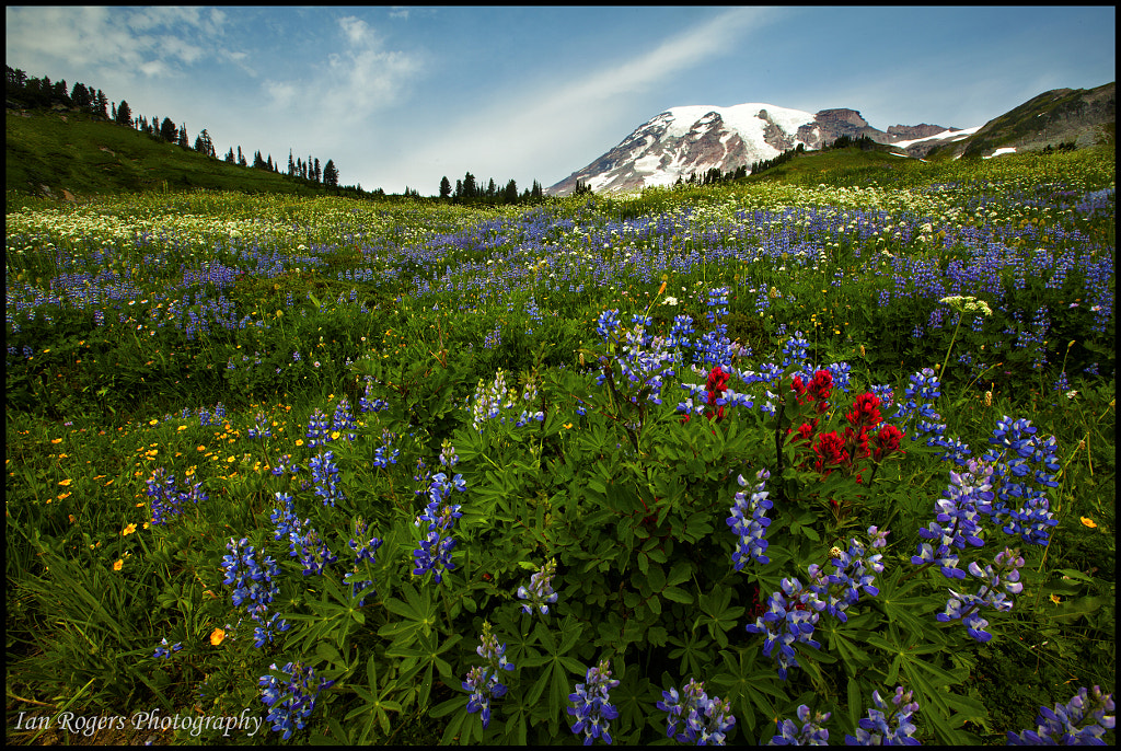 Welcome to Summertime by Ian Rogers on 500px.com