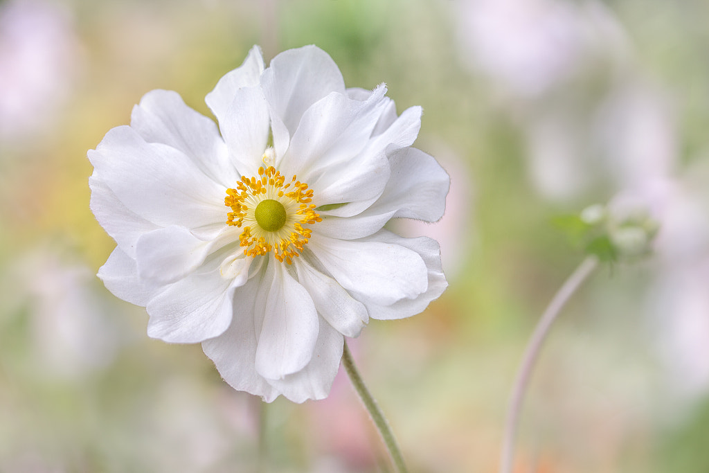 Anemone by Mandy Disher on 500px.com