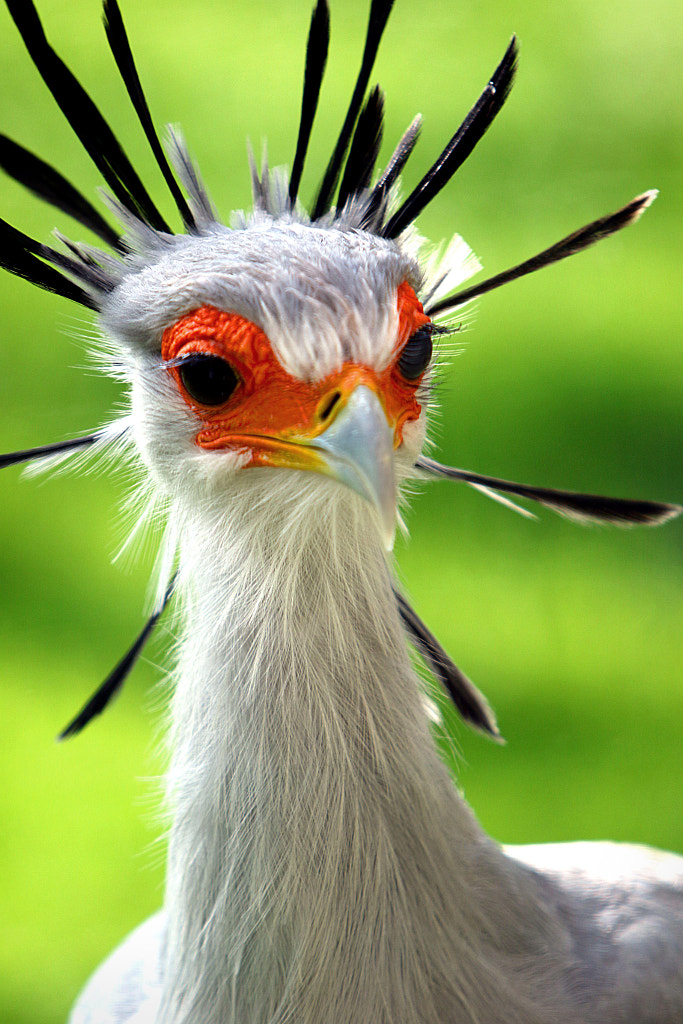 Secretary bird by Rudi Luyten on 500px.com