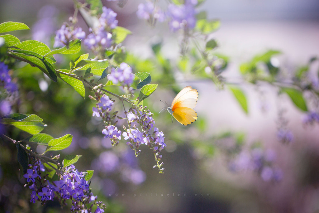 Dream dancer by Lee Peiling on 500px.com