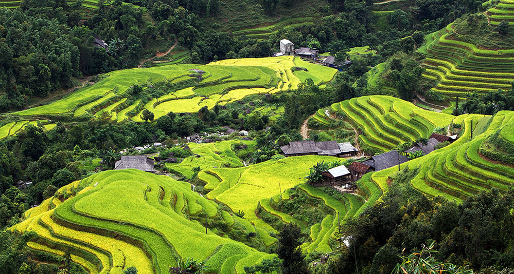 Terraces Hoang Su Phi - Viet Nam