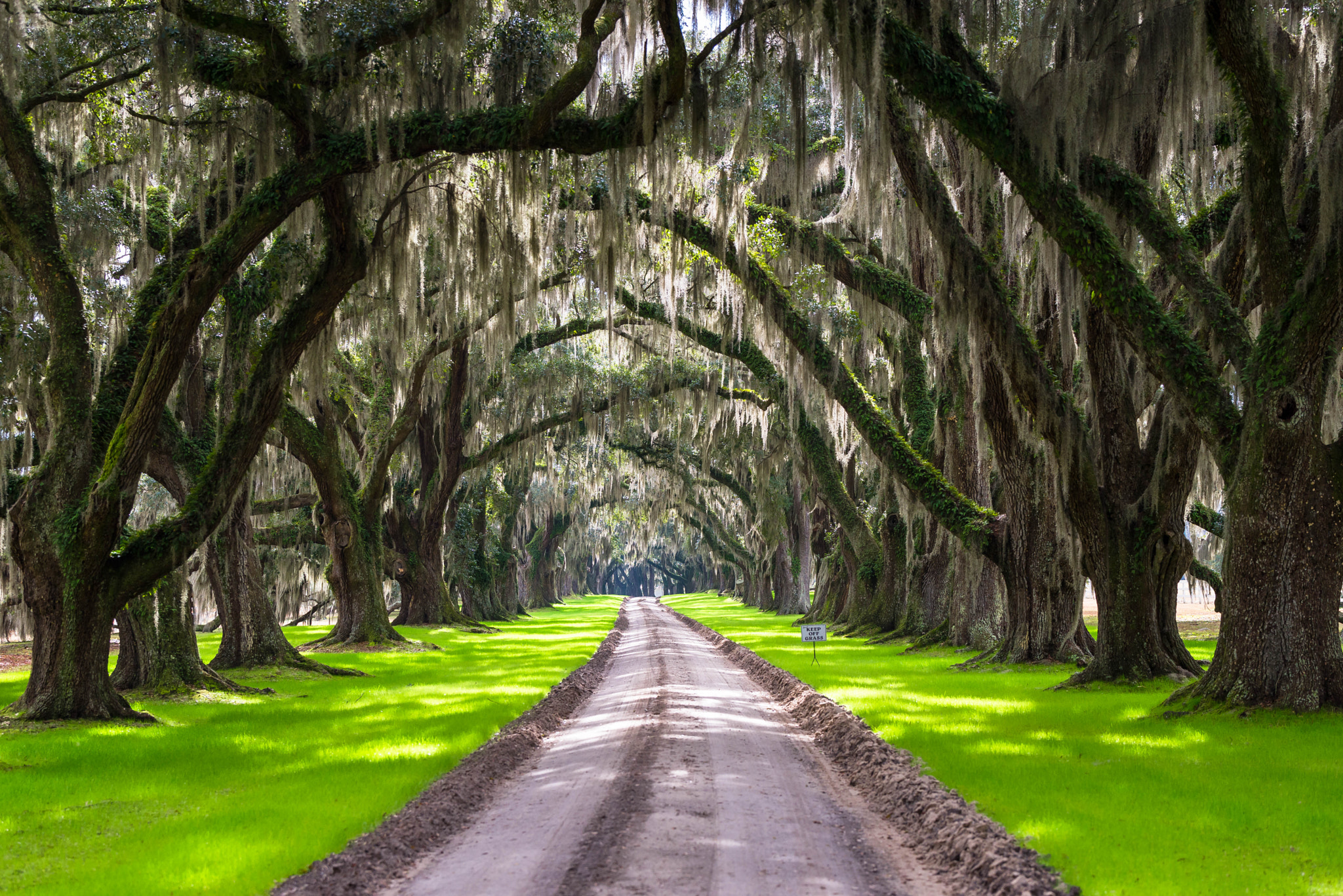 Southern Live Oak Drive Way by Serge Skiba / 500px