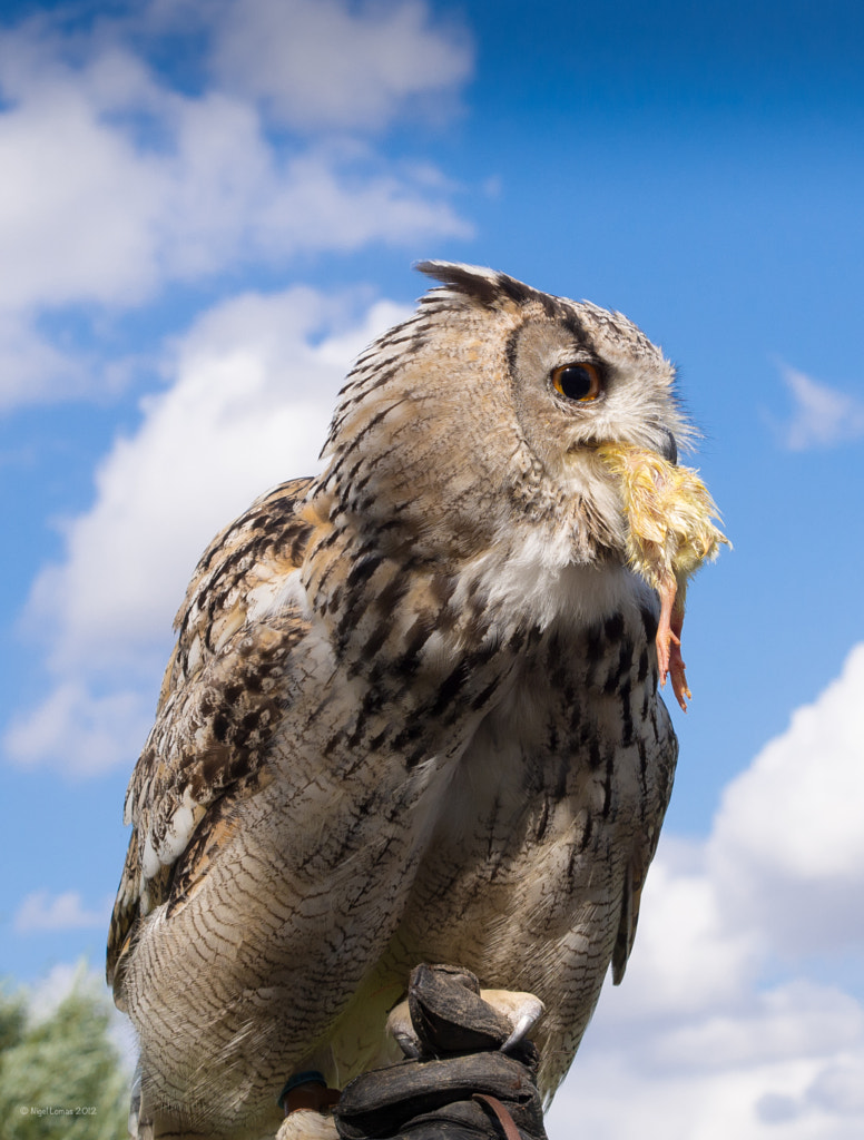 Owl food by Nigel Lomas / 500px