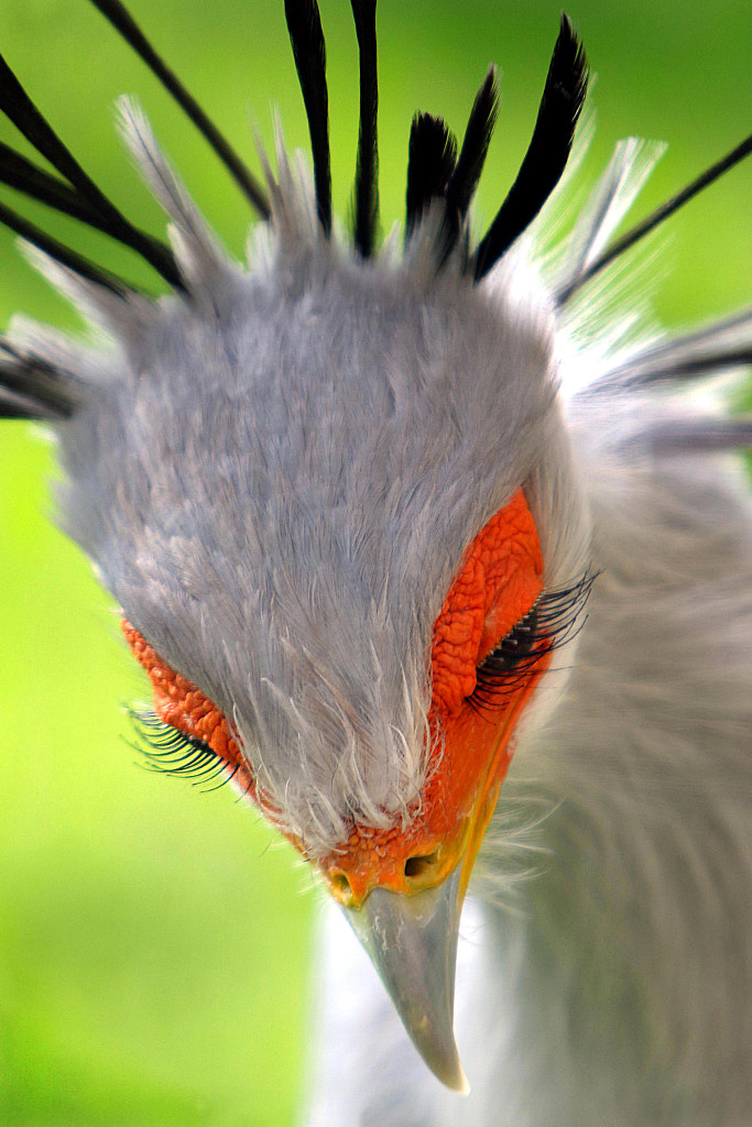 Some eyelashes (secretary bird) by Rudi Luyten on 500px.com