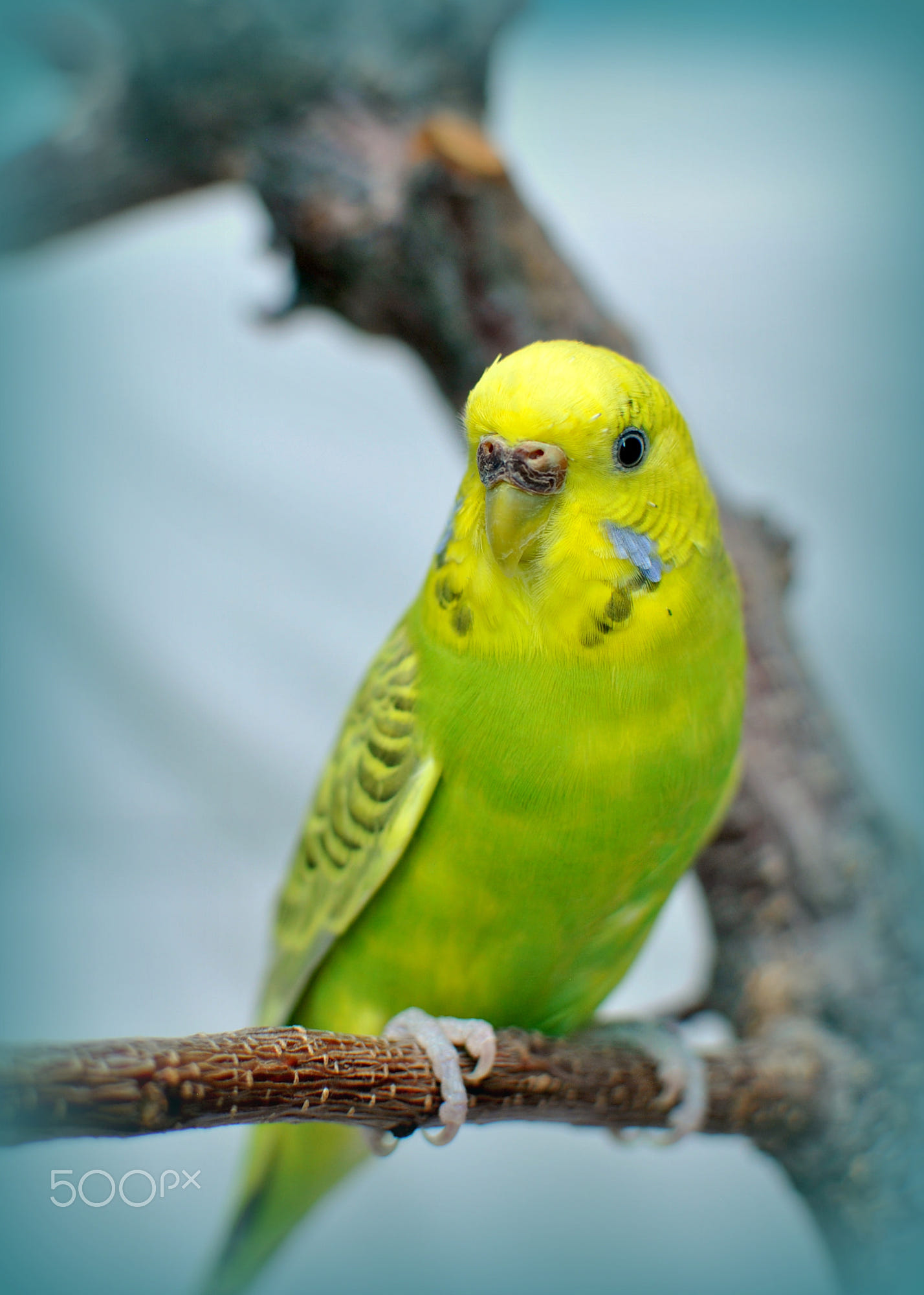 Green Budgie by Nate Abbott - Photo 123001321 / 500px