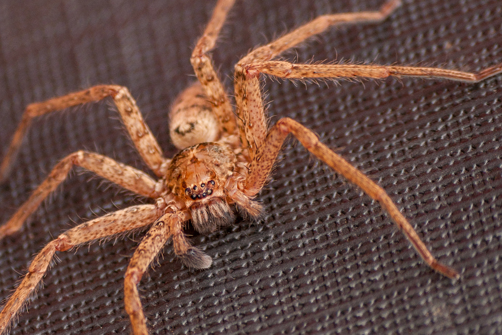 Huntsman Spider Top 10 Biggest Spiders in the World - Huntsman spider