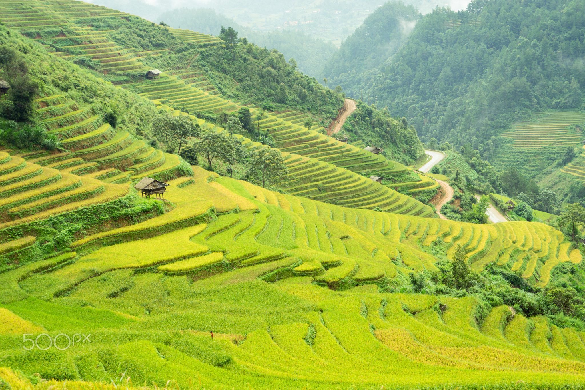 Mu Cang Chai terraced