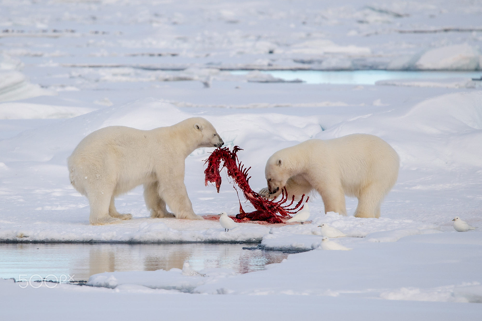 Polar Bears and a kill by Mario Nonaka Photo 123501345 / 500px