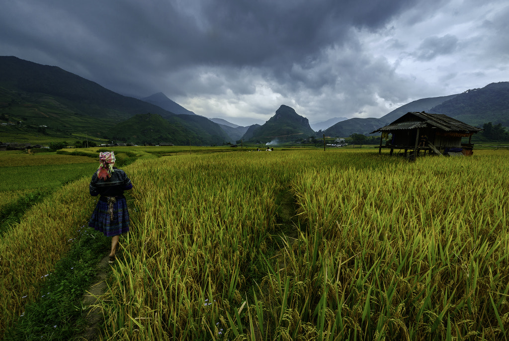 Rice fields by Saravut Whanset on 500px.com