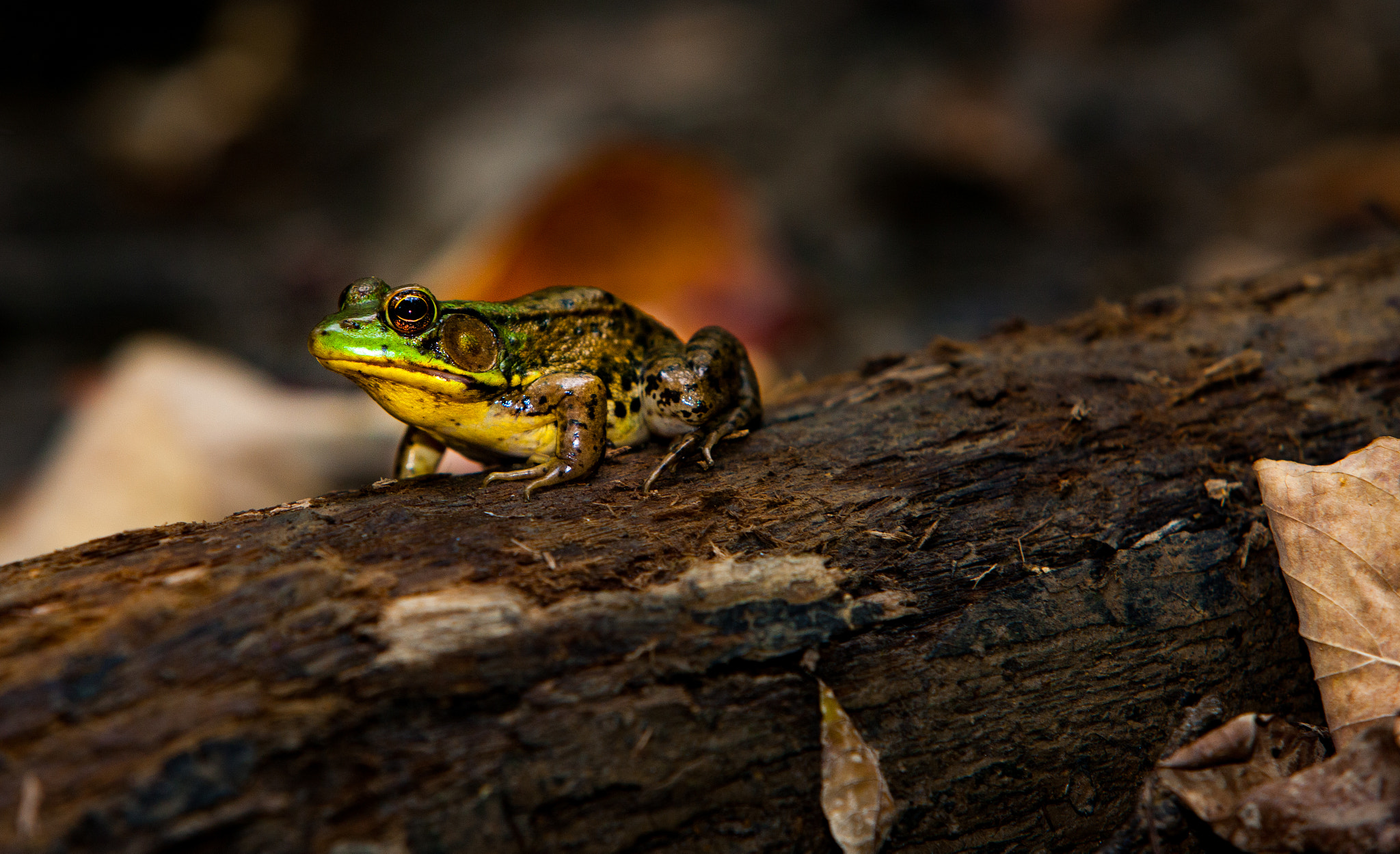 bull Frog In Swomp