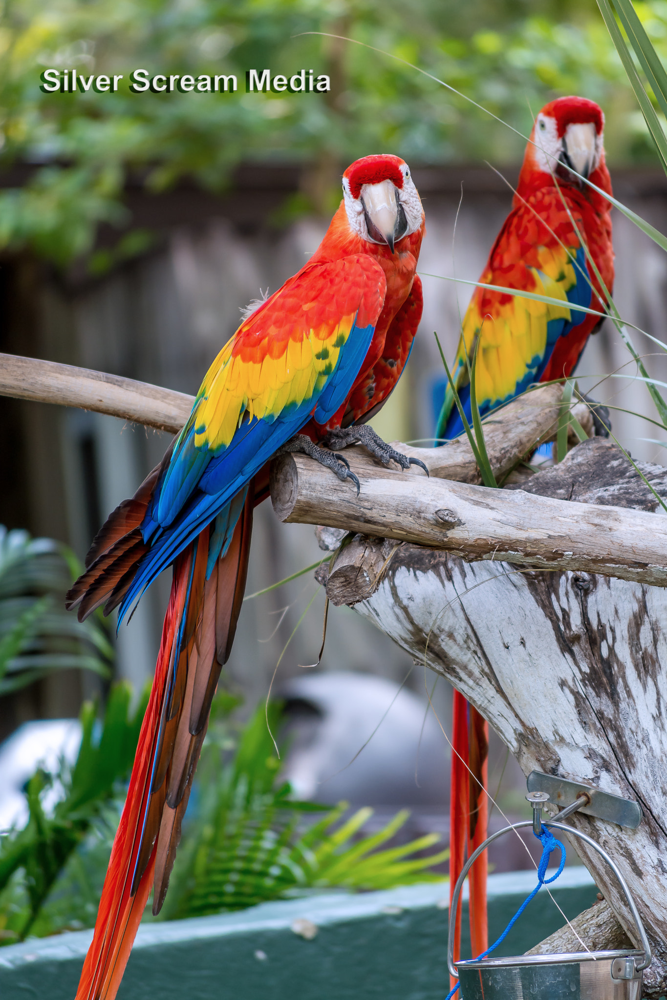 Macaw Twins