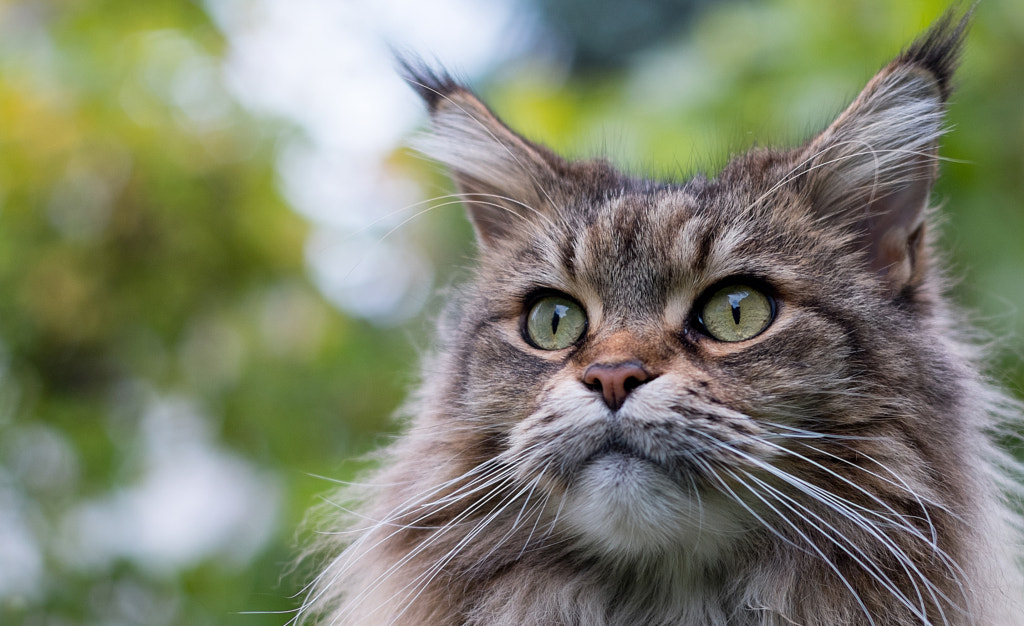 Maine Coon Portrait by Peter König on 500px.com