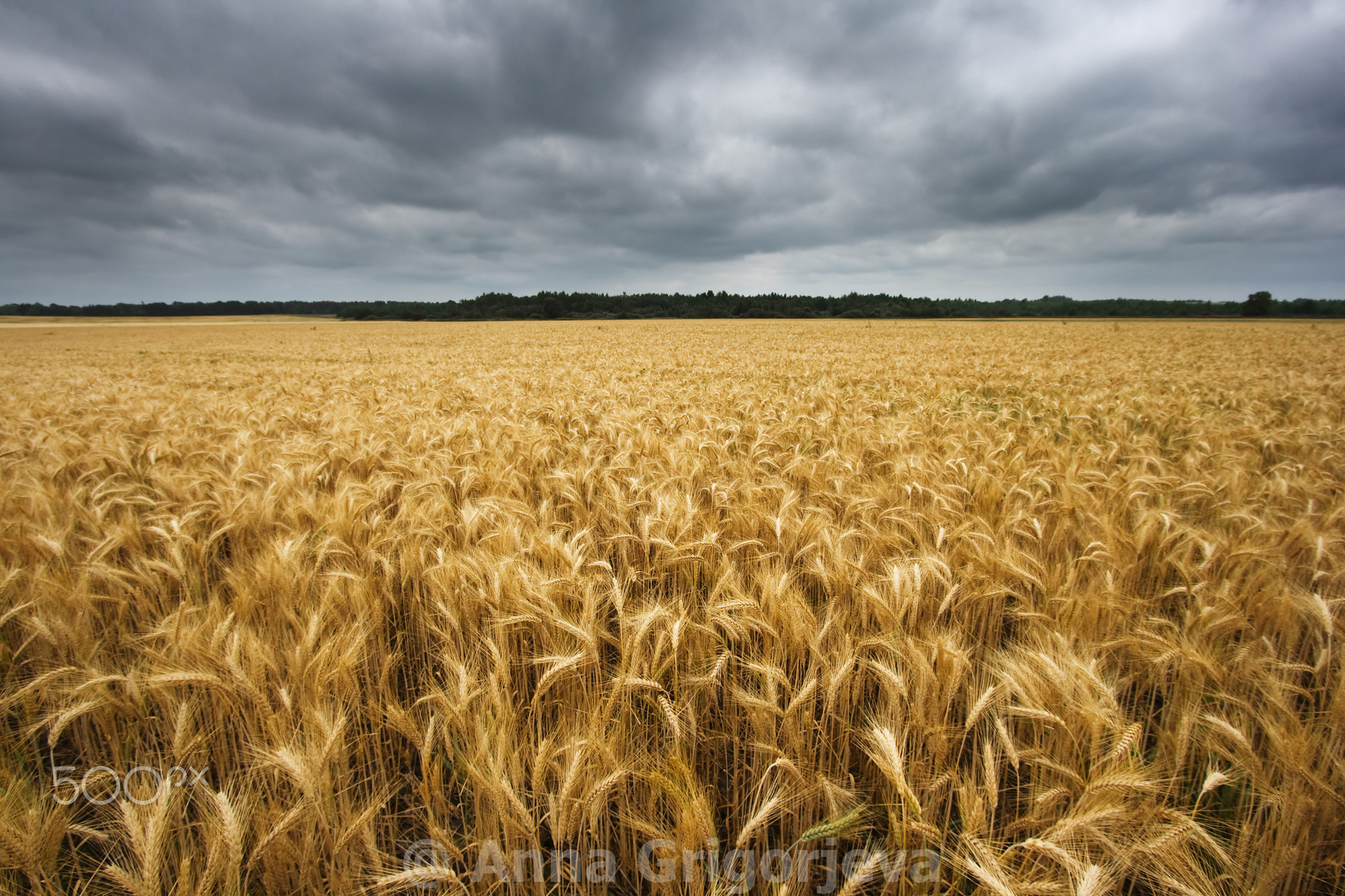 wideangle wheat field with cloudy sky