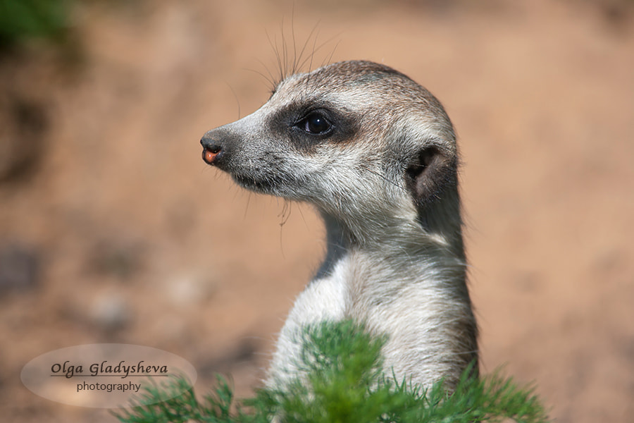 Curiosity