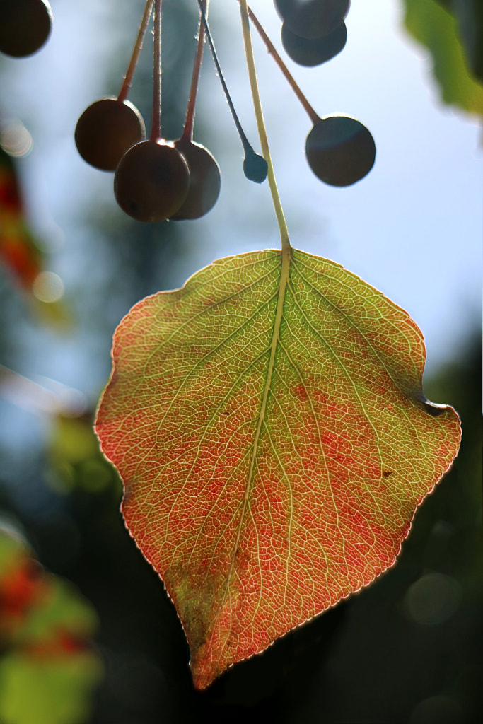 Things they are a changin' by Brian Whaley on 500px.com