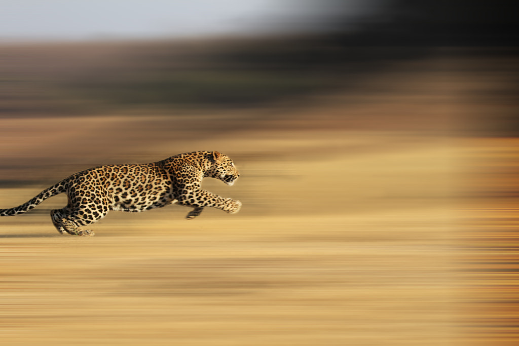 Leopard Running for life....... מאת Suneet Bhardwaj ב-500px.com