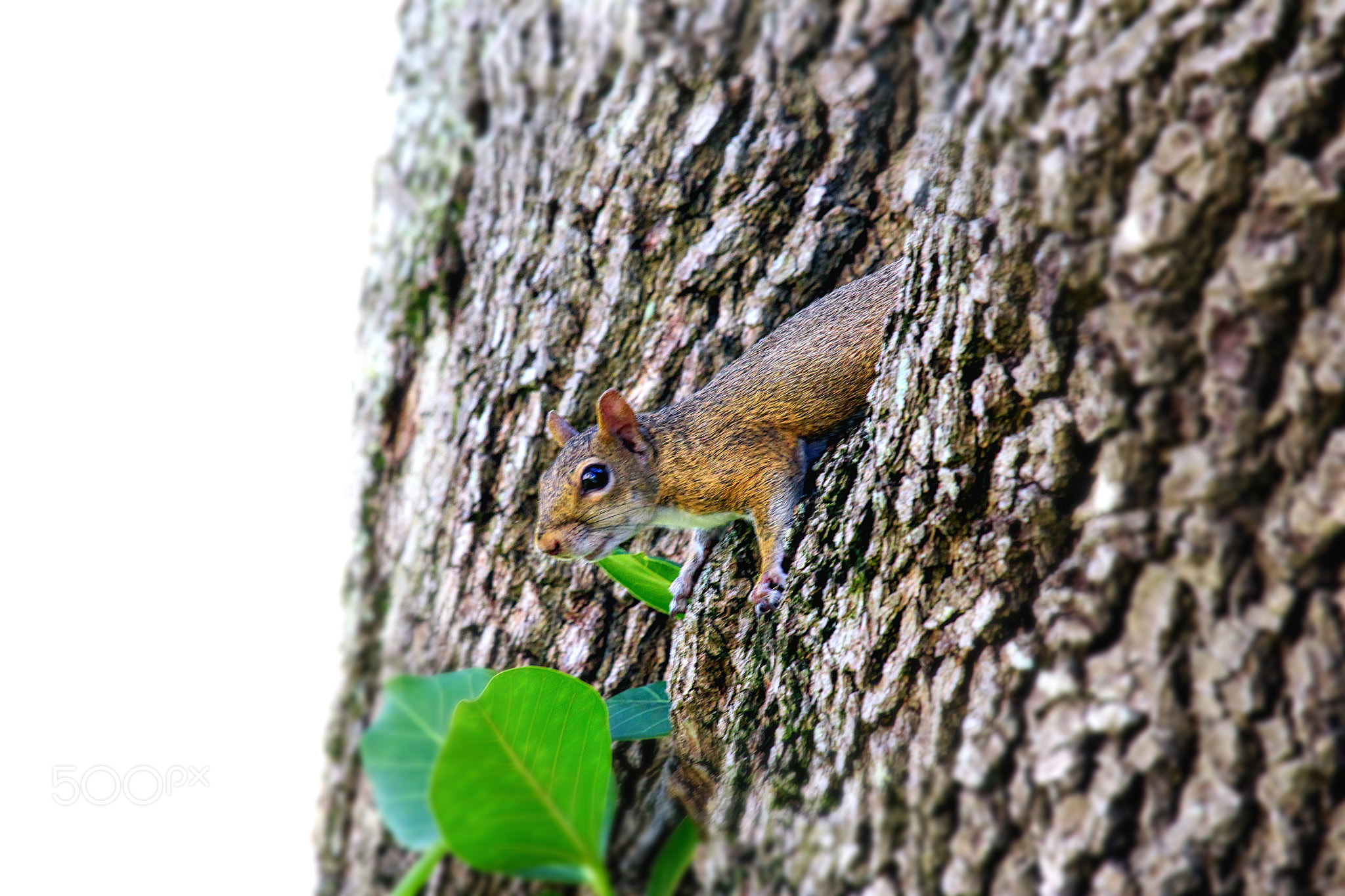 peeping out - Squirrel series by kashap