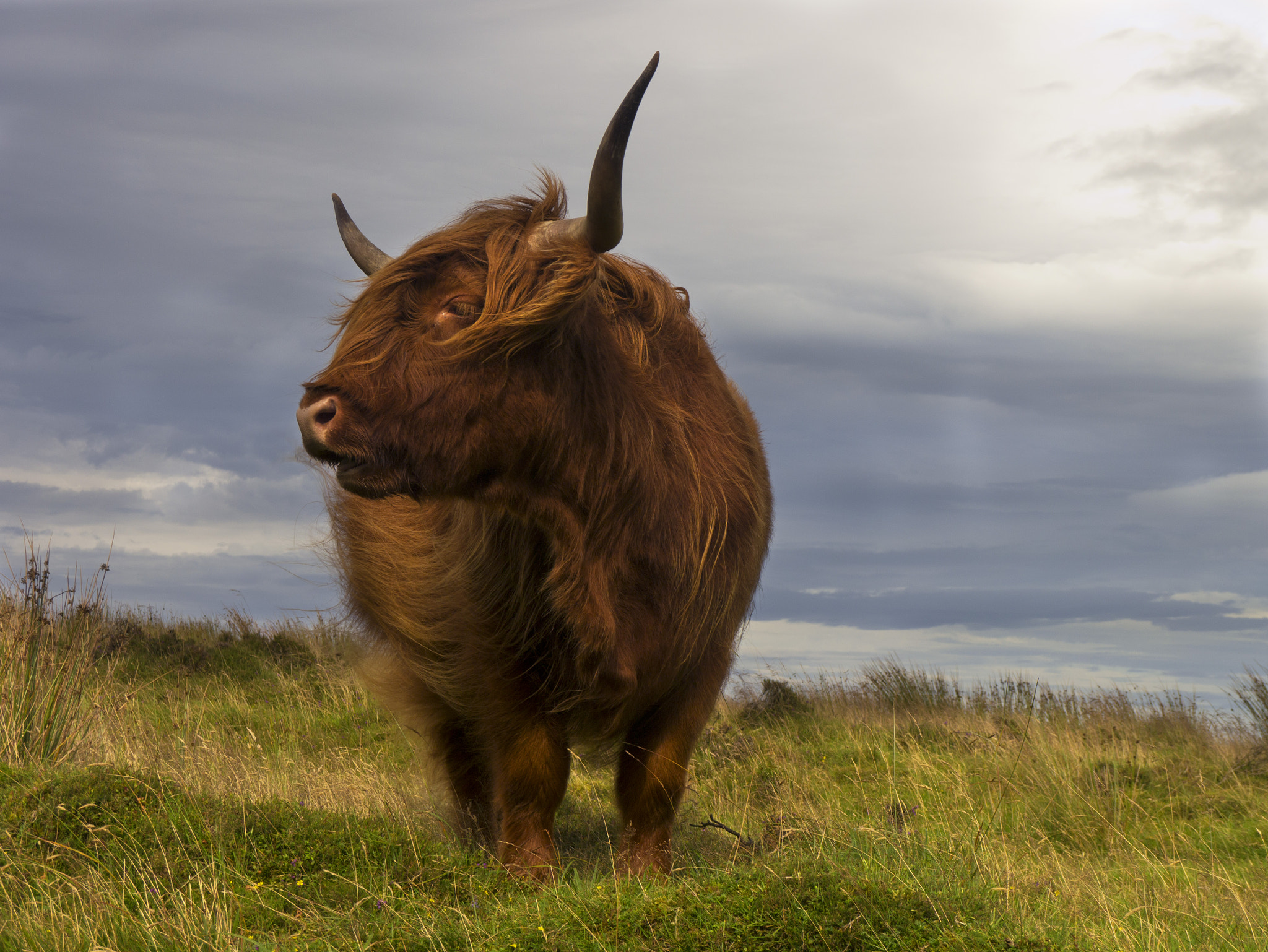 Wild Bull by Robert Hatton / 500px