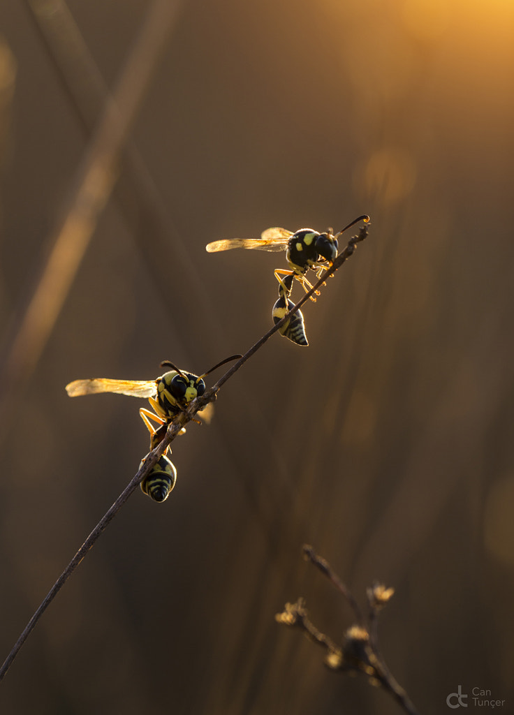 Sleep by Can Tunçer on 500px.com