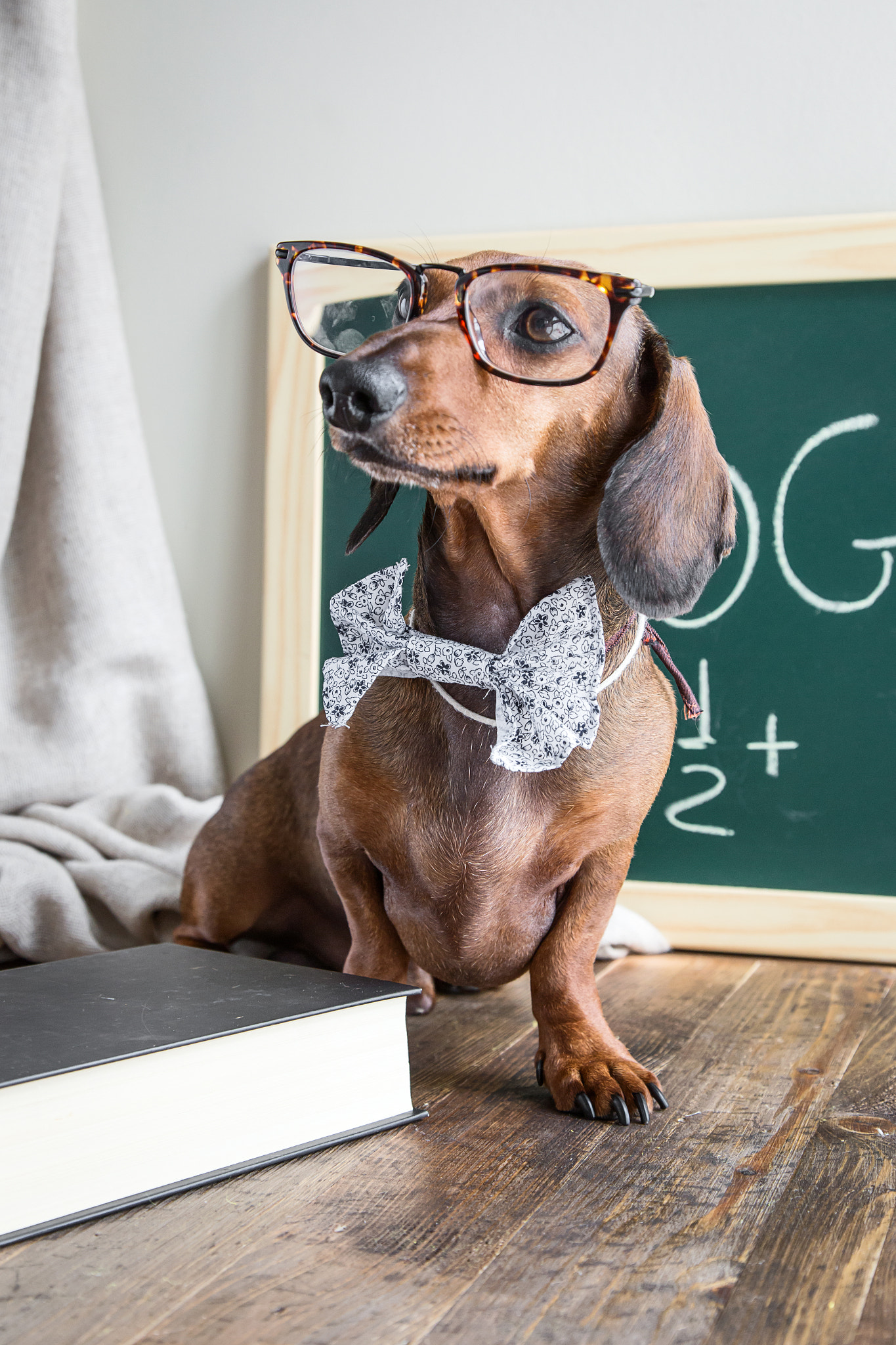 Red dachshund dog on wooden table