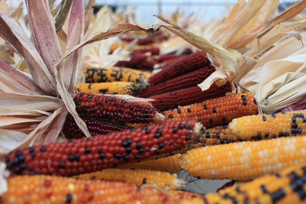 Corn Row by Brandon Johnson on 500px.com