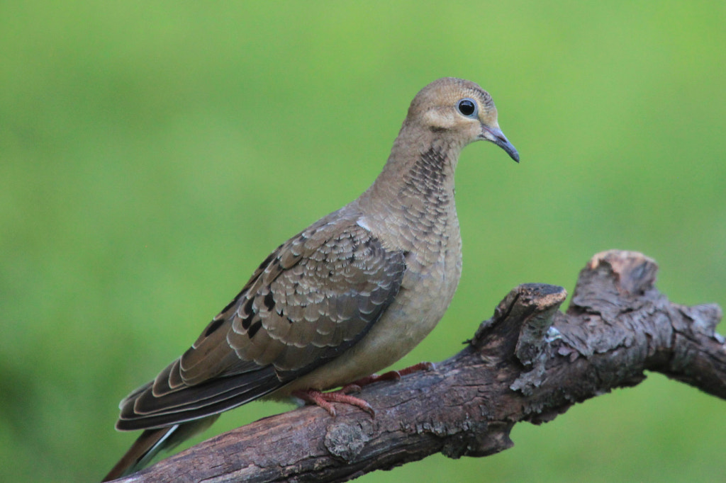GOOD MOURNING DOVE Most Common Birds in Pennsylvania - common pennsylvania birds birds of pennsylvania-common- pennsylvania birds-backyard birds of pennsylvania -birds native to pennsylvania -winter birds of pennsylvania -birds of pennsylvania identification