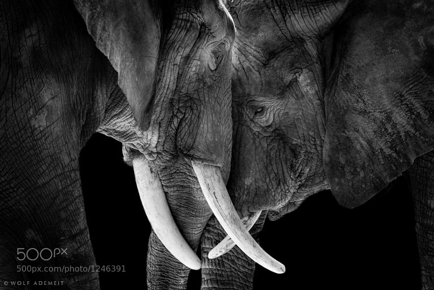 24 elephants head to head