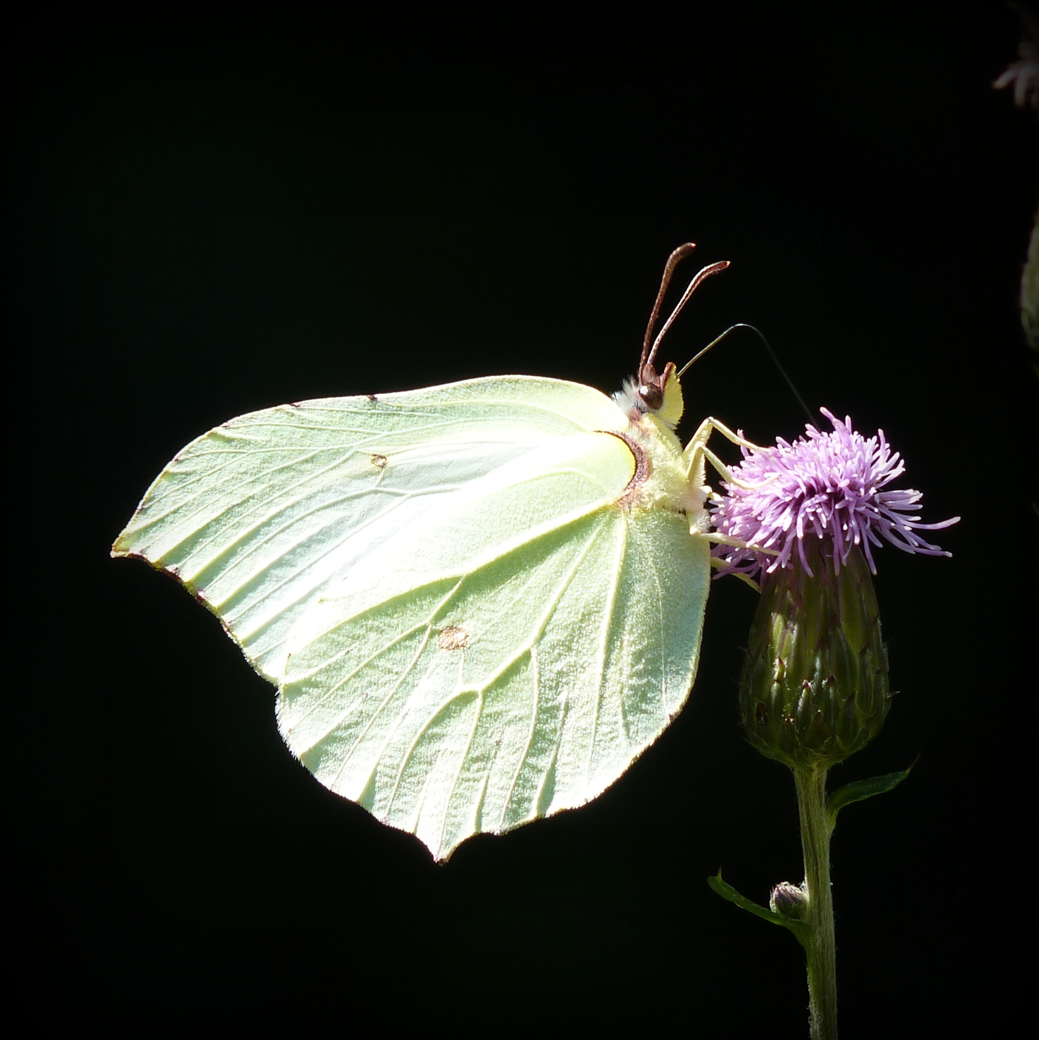 Natura - Farfalla