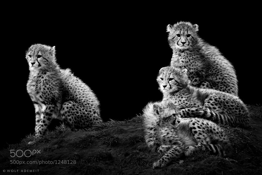 9 cheetah cubs sitting