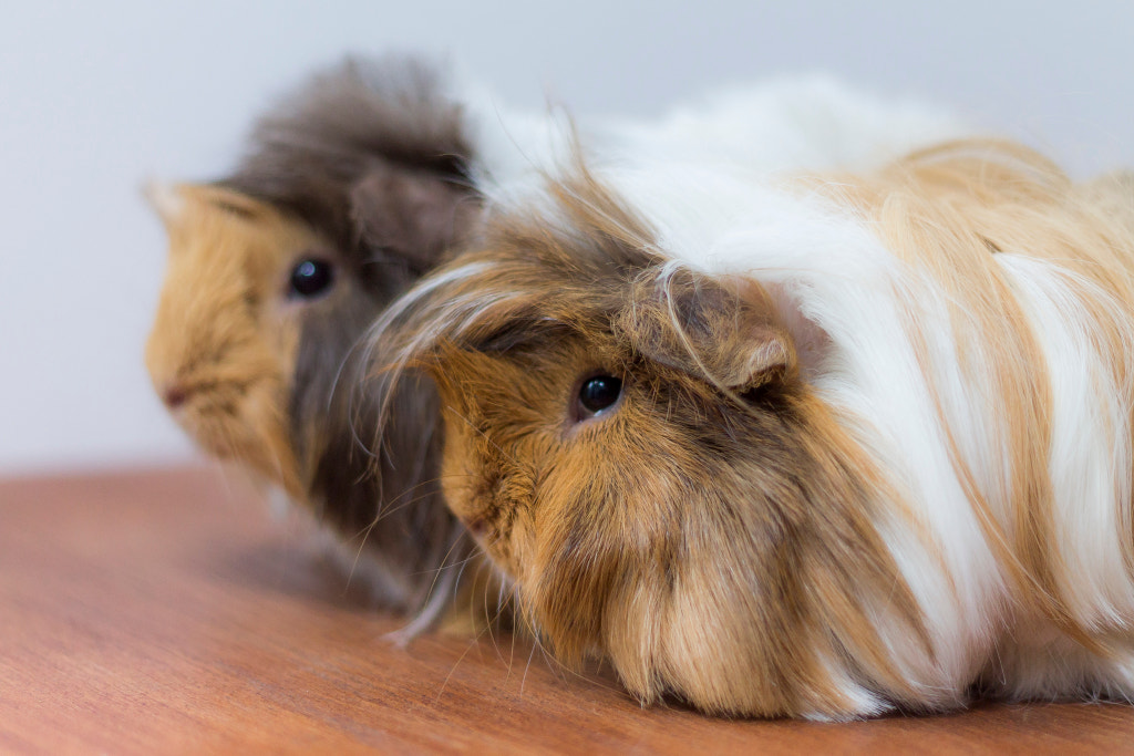 Guinea Pigs by Mara Coteață on 500px.com