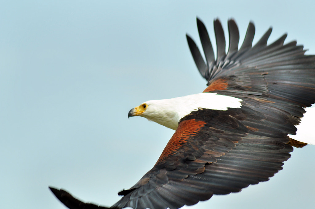 African Fish Eagle predators - 10 Types Of Eagles Predators That Hunt Without Remorse