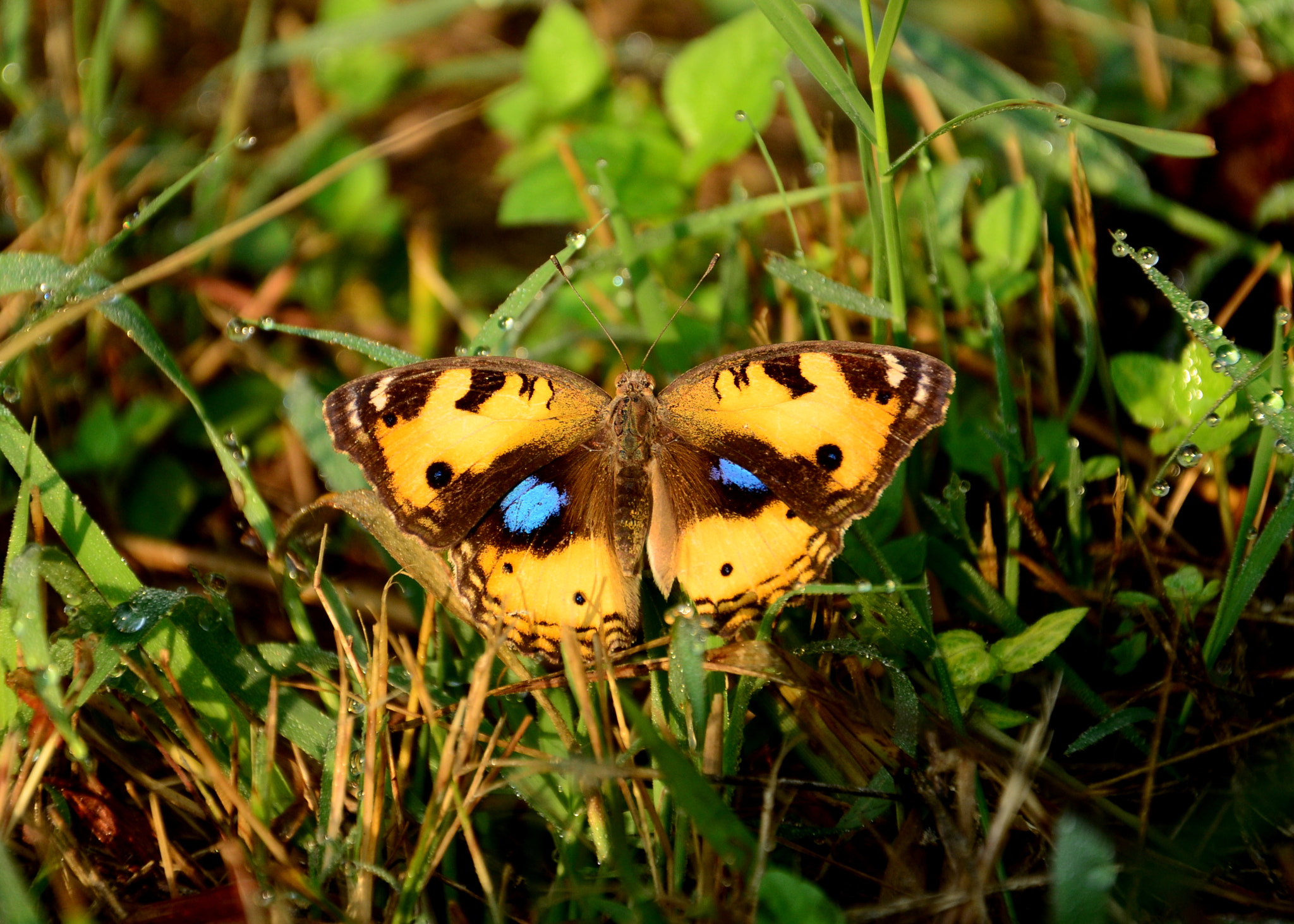 The Exhibitionist --- Yellow Pansy Butterfly
