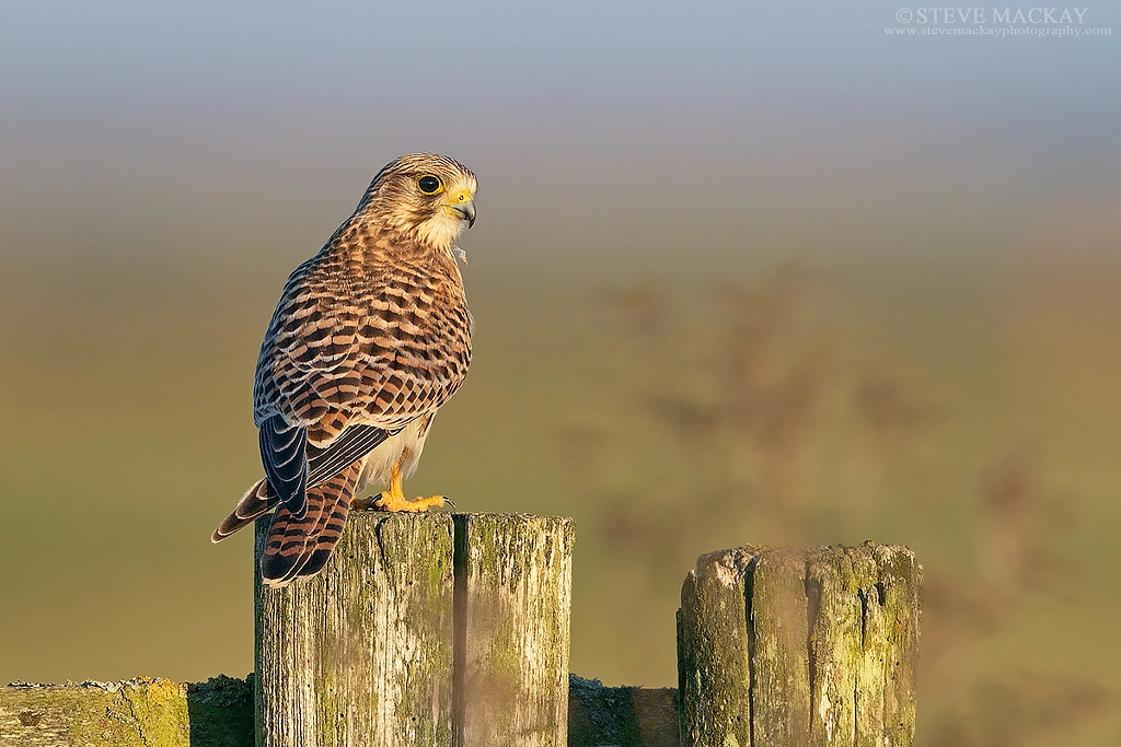 Kestrel by Steve Mackay on 500px.com